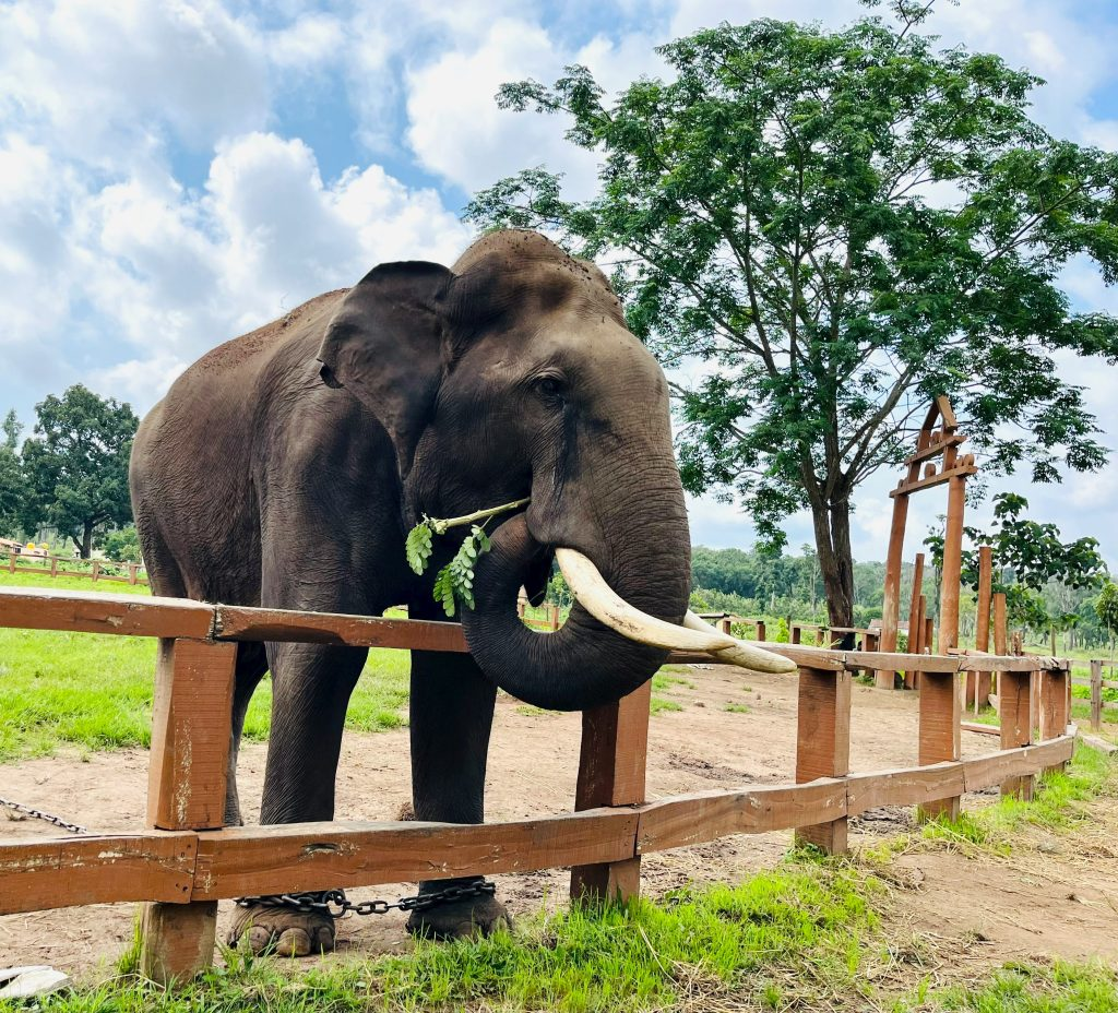 Elephants by the riverside at Dubare Camp surrounded by greenery — best places to visit in summer in India for wildlife and forest escapes.