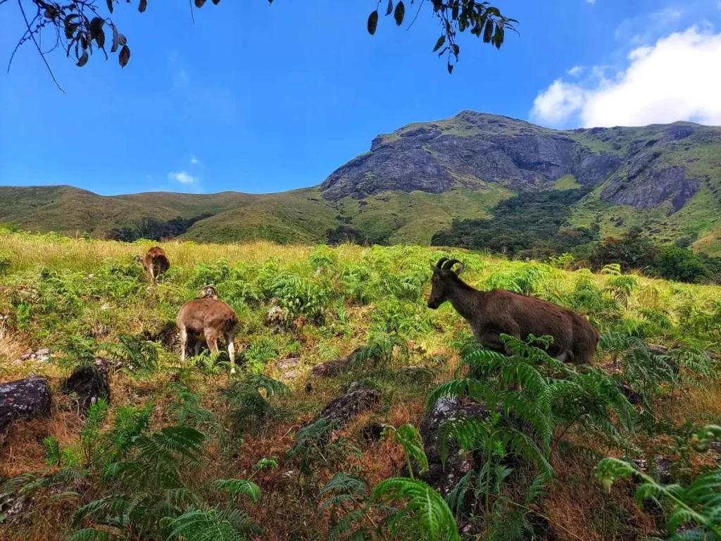 Misty grasslands and hills of Eravikulam National Park — best places to visit in summer in India for wildlife and scenic treks.