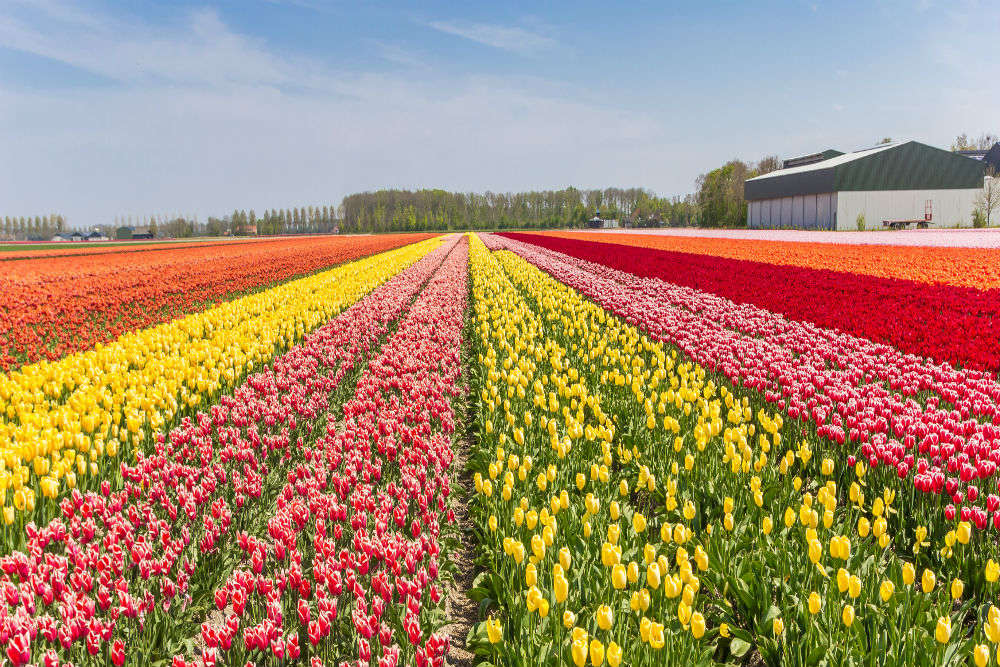 Tulip Garden (places to visit in Kashmir), in full bloom with vibrant rows of tulips set against the backdrop of the Zabarwan Mountains in Srinagar.