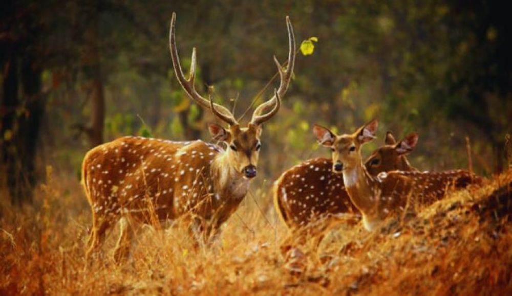 Deer grazing in the forests of Askot Wildlife Sanctuary — a peaceful haven for Himalayan wildlife.