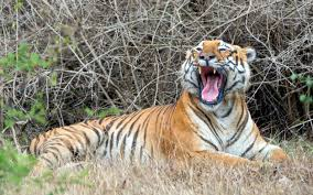 Bandipur Wildlife Sanctuary