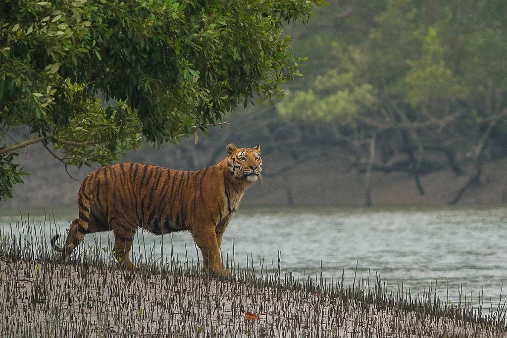 Wildlife Sanctuary in Maharashtra: Exploring the Richness of Nature image