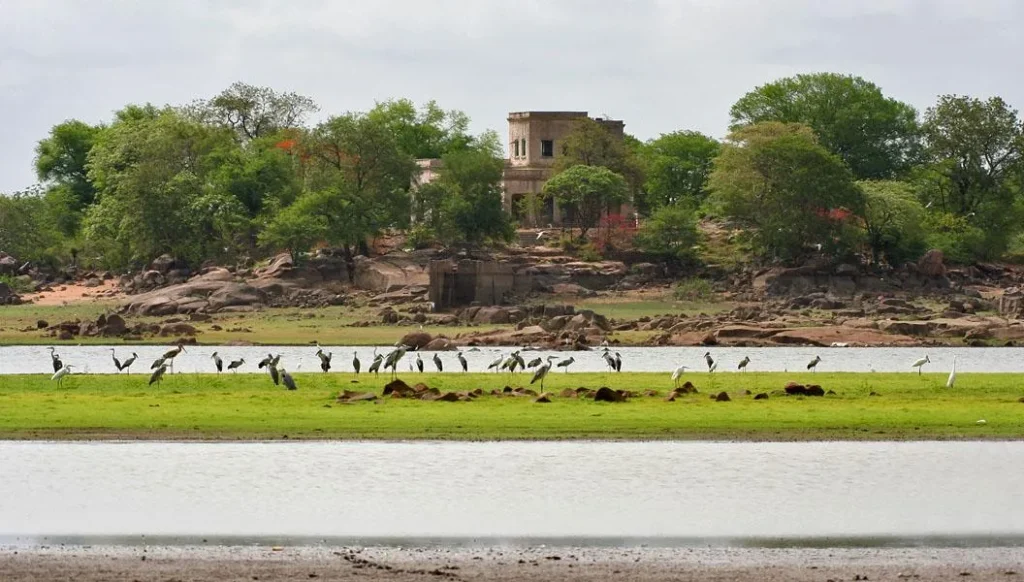 Wildlife Sanctuary in Telangana: A Hidden Treasure for Nature Enthusiasts image