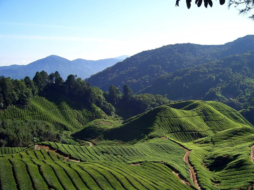 Cameron Highlands: A Cool Escape in the Hills Cameron Highlands: A Cool Escape in the Hills - image