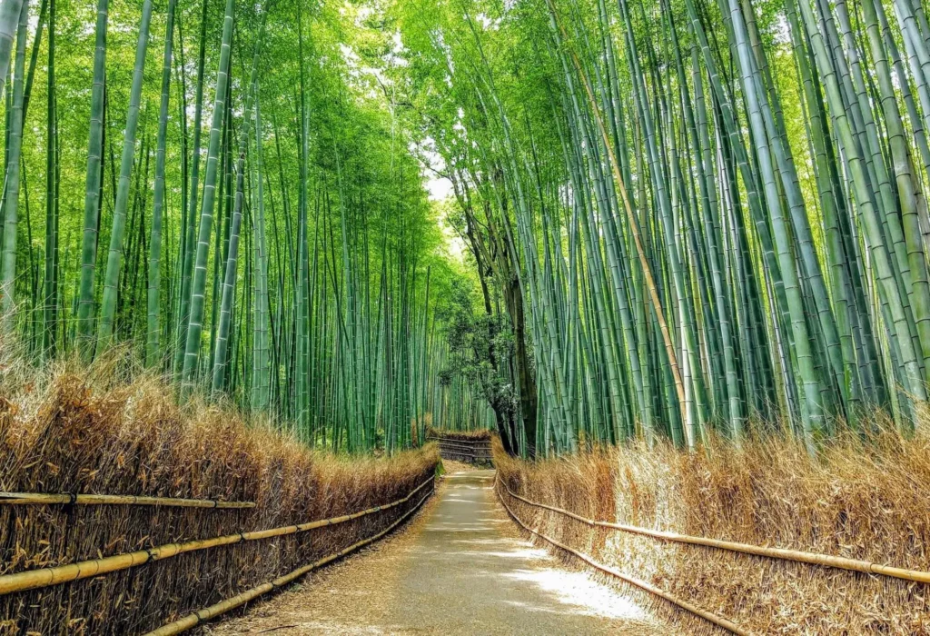 Arashiyama Bamboo Grove – Kyoto’s Natural Wonder Arashiyama Bamboo Grove – Kyoto’s Natural Wonder