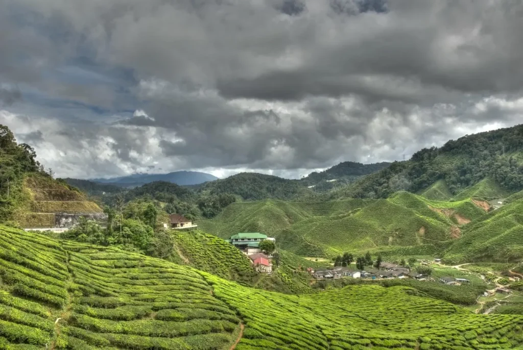 Cameron Highlands - image