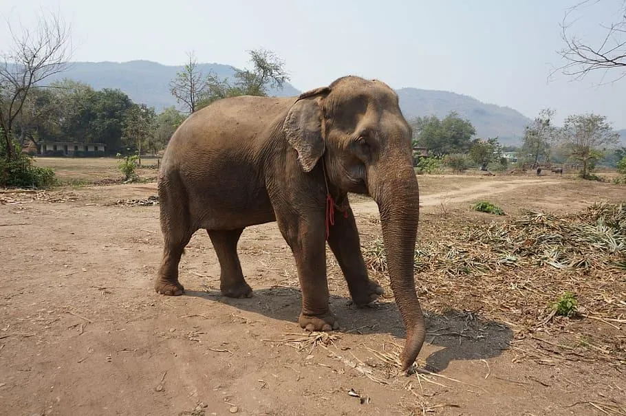 Phuket Elephant Sanctuary – Ethical Wildlife Encounter Phuket Elephant Sanctuary – Ethical Wildlife Encounter - image