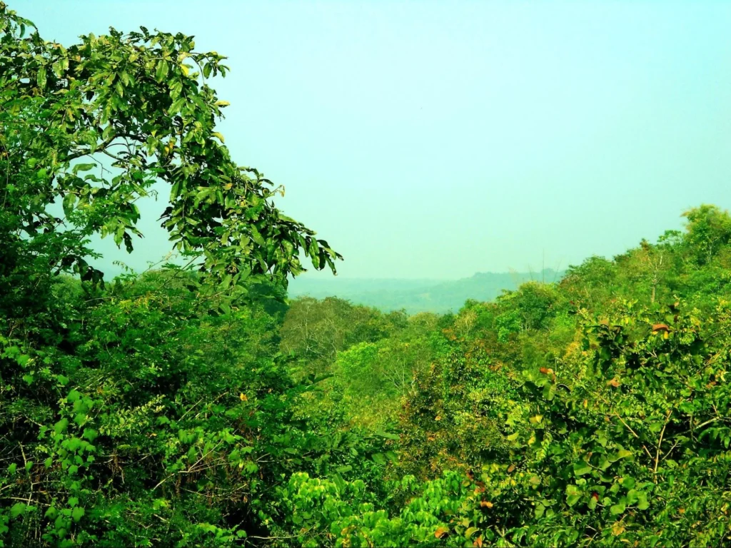 Wildlife Sanctuary in Telangana: A Hidden Treasure for Nature Enthusiasts image