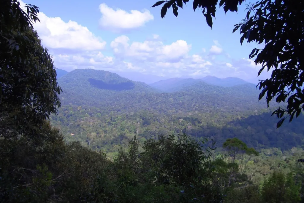 Taman Negara: Malaysia’s Ancient Rainforest Taman Negara: Malaysia’s Ancient Rainforest - image