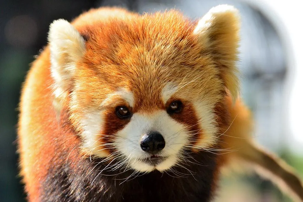 Nogeyama Zoo – Free Family Fun in the Heart of the City Nogeyama Zoo – Free Family Fun in the Heart of the City