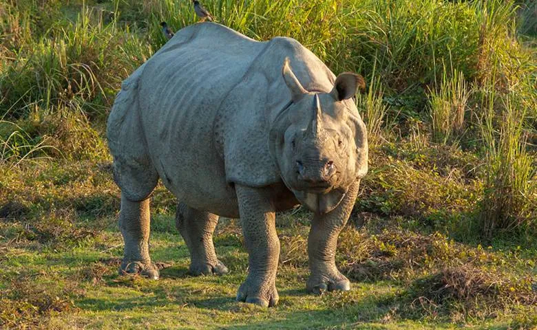 West Bengal Wildlife Sanctuaries: Exploring the Untamed Wilderness image