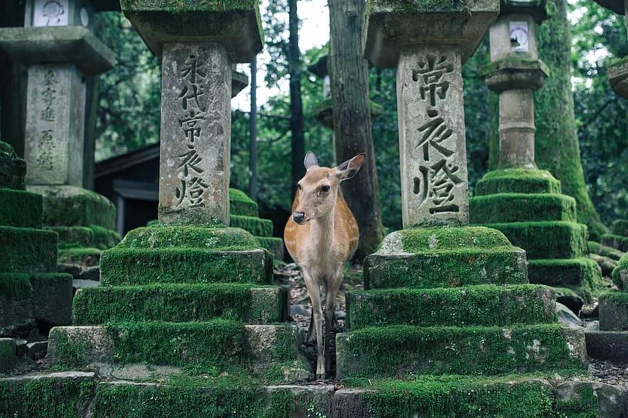 Nara Nara - image