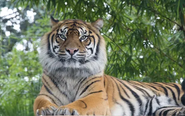 Sundarbans and the Bengal Tiger Sundarbans and the Bengal Tiger - image