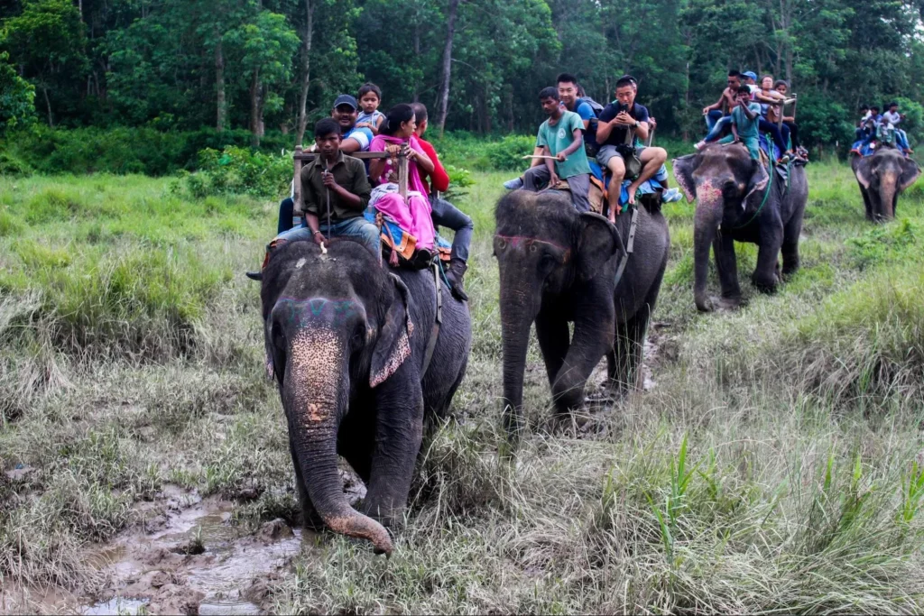 Chitwan National Park – Jungle Adventures Await Chitwan National Park – Jungle Adventures Await - image
