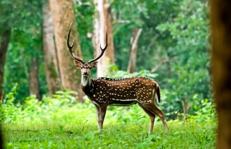 Wildlife Sanctuary in Wayanad - image