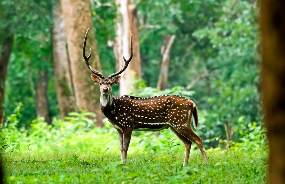 Wildlife Sanctuary in Wayanad: A Hidden Gem for Nature Lovers