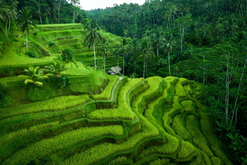 Ceking Rice Terrace Entrance Fee
