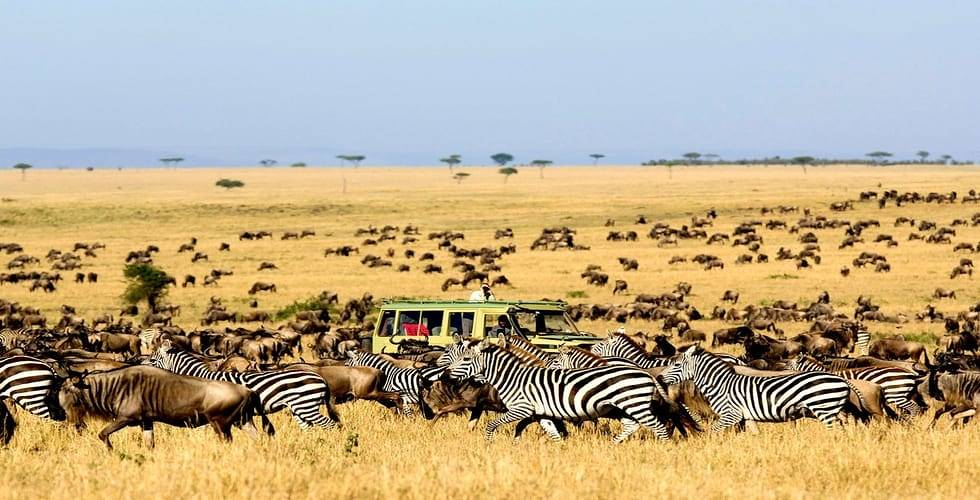 How to Book an Amazing  Safari in The Serengeti