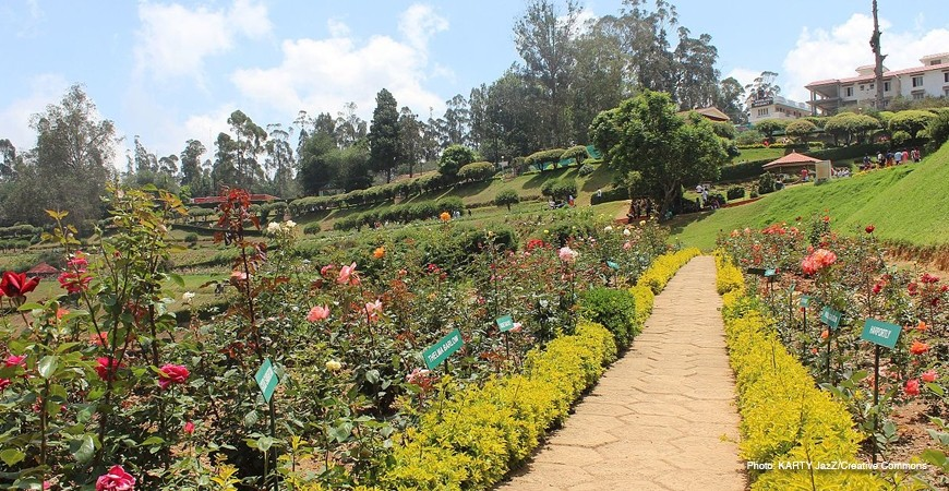 Rose garden showing lot of flowers with lot of greenery in the picture . It is one of the best tourist place for romantic couples