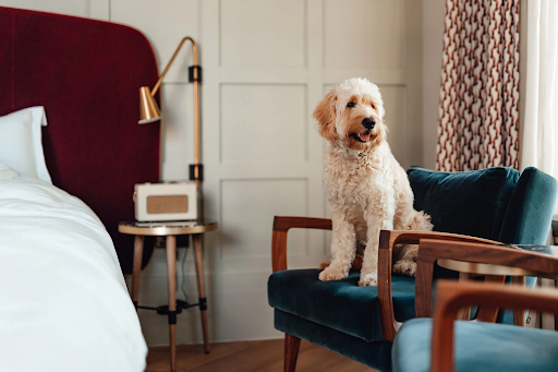 Hotels In Fort Worth That Allow Pets